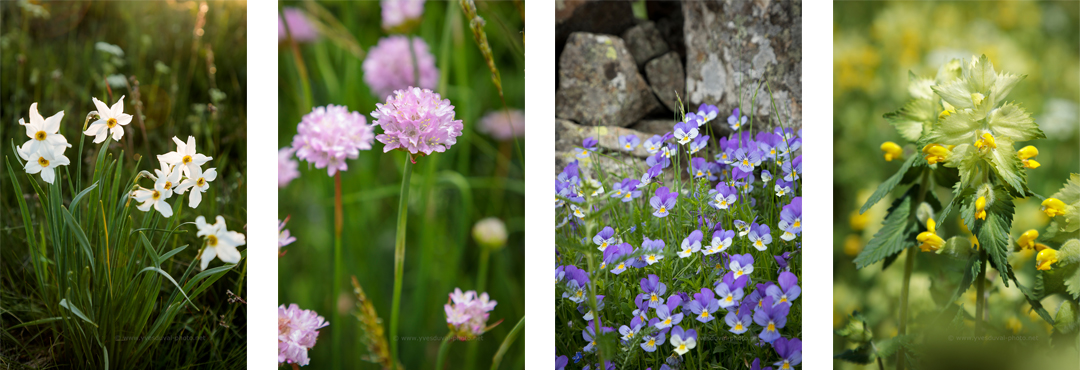 Fleurs-Aubrac